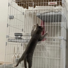 トイレ付き猫ケージ(使用済み)の画像