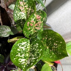 アグラオネマ アンヤマニー トリカラー ② 観葉植物の画像