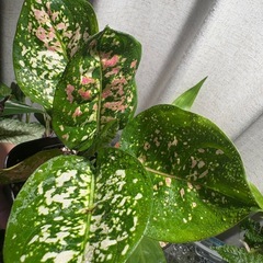 アグラオネマ アンヤマニー トリカラー ② 観葉植物の画像