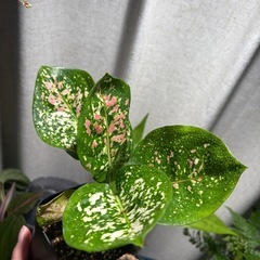 アグラオネマ アンヤマニー トリカラー ② 観葉植物の画像