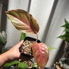 アグラオネマ　パルムアイ　観葉植物の画像