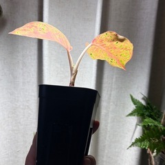 アグラオネマ　パルムアイ　観葉植物の画像