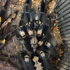 グーティサファイアオーナメンタルの画像