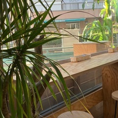 カフェのホールスタッフ（ランチタイム）の画像