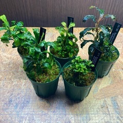 ブセファランドラ　5種の画像