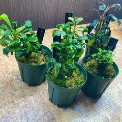 ブセファランドラ　5種の画像