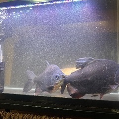 レッドコロソマ2匹　30センチ程度　レッドオスカー25センチ程度1匹の画像