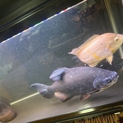 レッドコロソマ2匹　30センチ程度　レッドオスカー25センチ程度1匹の画像