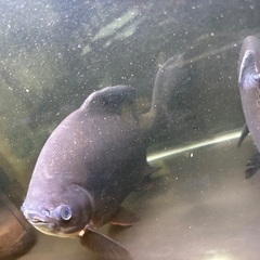 レッドコロソマ2匹　30センチ程度　レッドオスカー25センチ程度1匹の画像