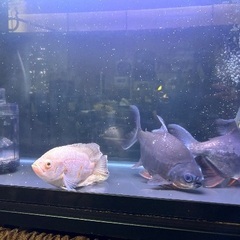 レッドコロソマ2匹　30センチ程度　レッドオスカー25センチ程度1匹の画像