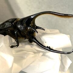 色んな種類のクワガタ、カブトムシ！お子さんのプレゼントに！の画像