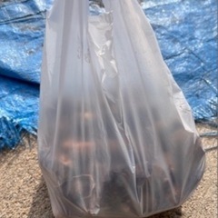 里芋　1.5キロの画像