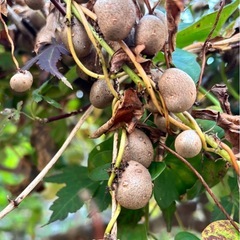 無農薬栽培　むかご　200gの画像