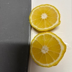 小さな柚　　10個の画像