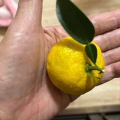 小さな柚　　10個の画像