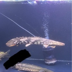 ダトニオ ポリプテルス3匹まとめ買い20000円の画像