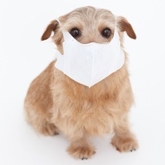 中国語翻訳、通訳