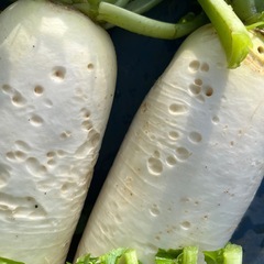 大根1本100円〜お好みの本数の画像