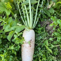 大根1本100円〜お好みの本数の画像