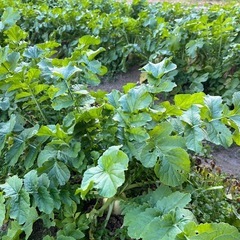 大根1本100円〜お好みの本数の画像