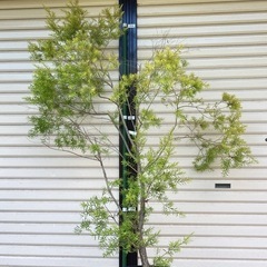 ［004］特価！大株 メラレウカ レボリューションゴールド オージープランツの画像