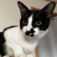 遊ぶの大好き🩷猫大好きで元気いっぱい【7ヶ月オス】