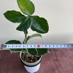 ホヤ(サクララン)🌸の画像