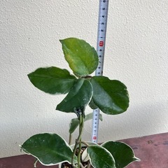 ホヤ(サクララン)🌸の画像