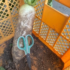 本日、収穫予定の抜きたて🍢おでん大根（葉っぱ着き）🍢1本200円の画像