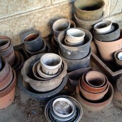 植木鉢まだ有ります 画像更新の画像