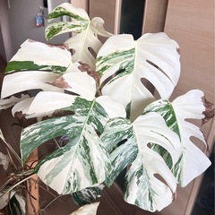 モンステラ　斑入り　大苗　鉢ごとの画像