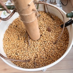 モンステラ　斑入り　大苗　鉢ごとの画像