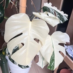 モンステラ　斑入り　大苗　鉢ごとの画像