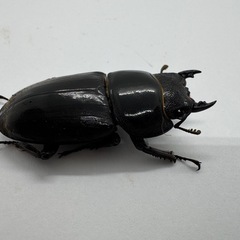 スマトラオオヒラタクワガタWF1(アチェ産) No.3の画像