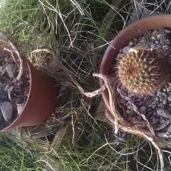 サボテン　まとめ売りの画像