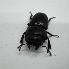 スマトラオオヒラタクワガタWF1(アチェ産) No.4の画像