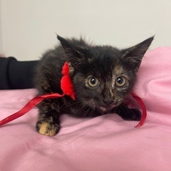 ♥️黒サビのあんこちゃん♥️里親様募集