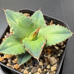 アガベ  白犀牛  シロサイ 子株  　の画像