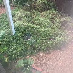 〔先着5名様〕ワイヤープランツ の画像