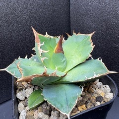 アガベ  白犀牛  シロサイ 子株  　の画像