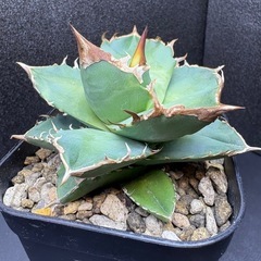 アガベ  白犀牛  シロサイ 子株  　の画像