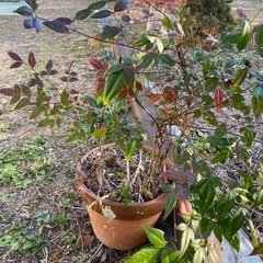 南天の木の画像