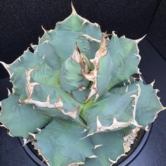 アガベ  姫厳竜  子株の画像