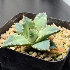 アガベ  姫厳竜  子株の画像