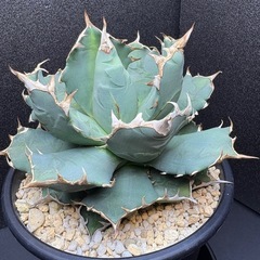 アガベ  姫厳竜  子株の画像