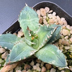 アガベ  姫厳竜  子株の画像