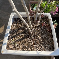 シマトネリコの画像