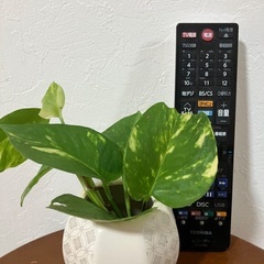 🌱ポトス④の画像