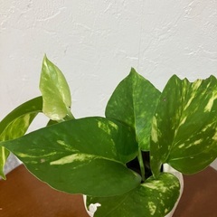 🌱ポトス④の画像