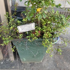 シマトネリコの画像